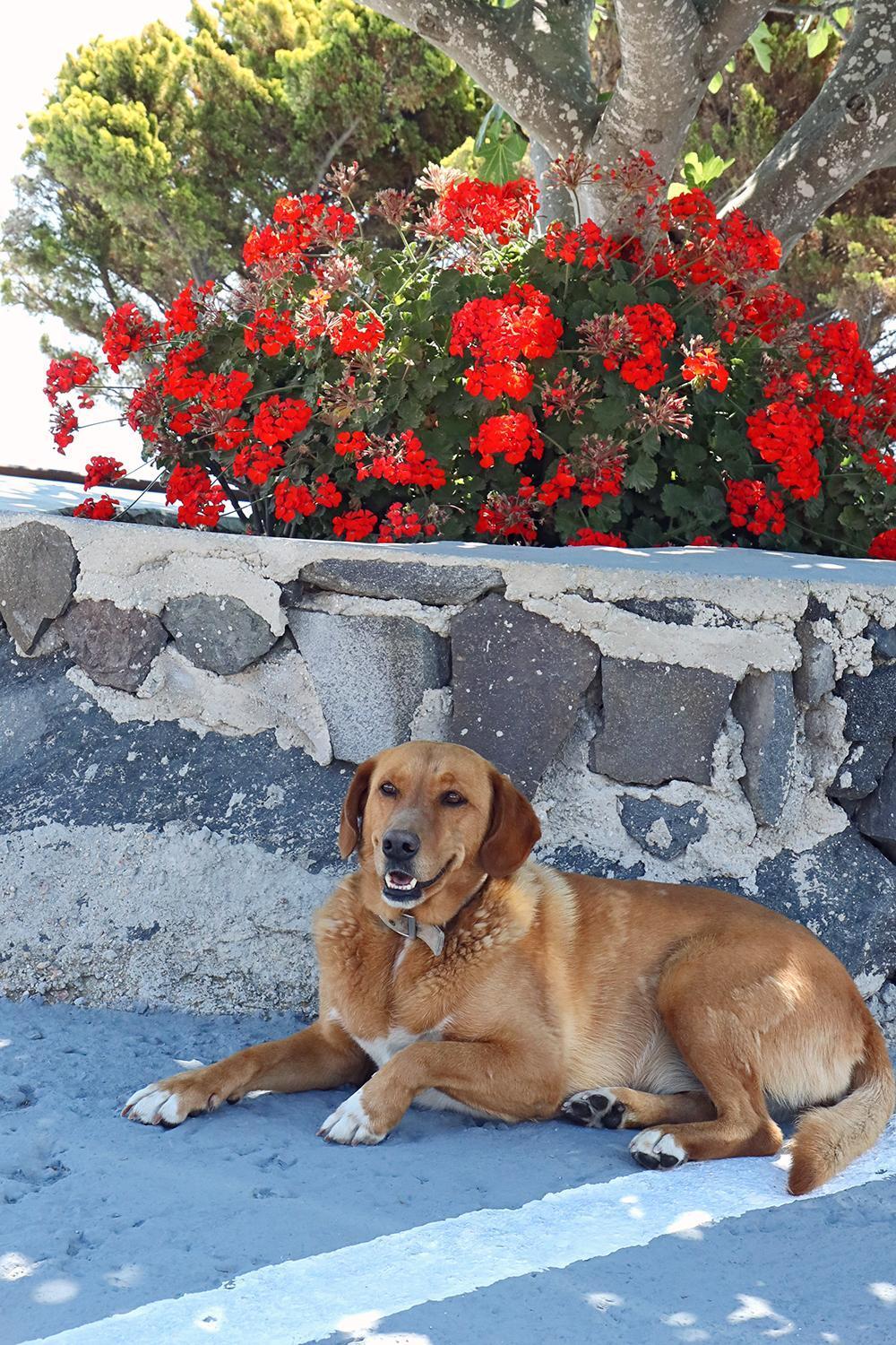 Phaos Santorini Suites Imerovígli Buitenkant foto